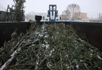 Новосибирцы сдали на утилизацию 36 кубометров новогодних ёлок