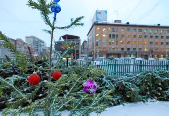 Роспотребнадзор дал новосибирцам советы по выбору новогодней ёлки