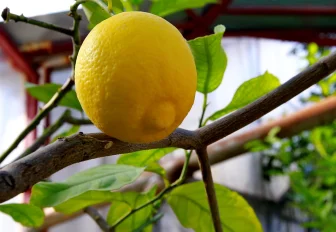 Что сделать, чтобы лимон цвёл, пах и плодоносил