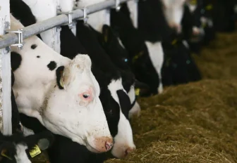 Весь заражённый скот изъяли у фермеров в Новосибирской области