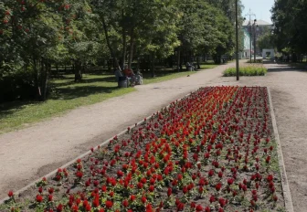 Код города: цветы для аллеи, аварийные деревья и жара в Новосибирске