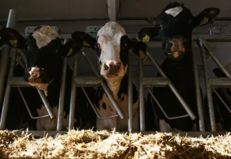 Молодые новосибирские аграрии получат «подъёмные» в 200 тысяч