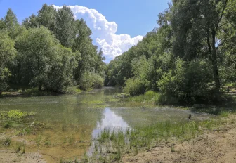 Нашествие комаров и мошек предсказывают новосибирцам из-за снежной зимы