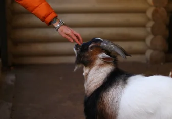 Развитию пострадавших от пастереллёза сёл уделят особое внимание