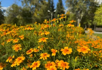 Общественные проекты на три миллиона реализовали в Ленинском районе