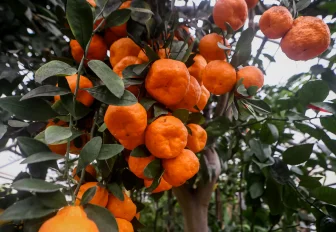 Если вы пропустили: ёлка-инжир, завод пластинок и переезд «Добродомика»