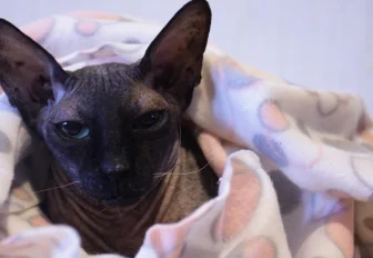 Больше сотни домов остались без тепла и горячей воды в Новосибирске