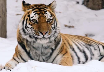 Умер 20-летний амурский тигр Максимус из Новосибирского зоопарка