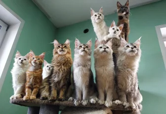 Терьеры и мейн-куны стали лидерами по побегам от хозяев в Новосибирске