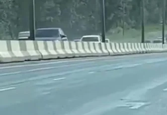 Чихуахуа спровоцировала пробку на Бердском шоссе в Новосибирске