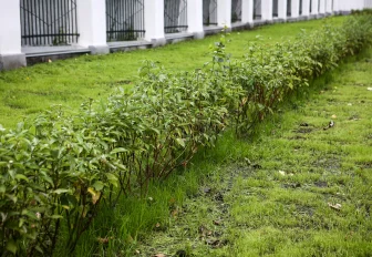 130 миллионов раздадут районам Новосибирска на реконструкцию газонов