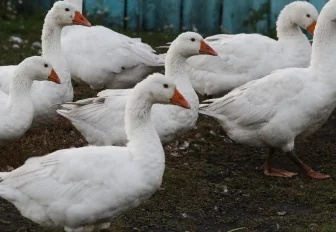 Скотный двор в хрущёвке: сибирячка развела в квартире собак, гусей и кур