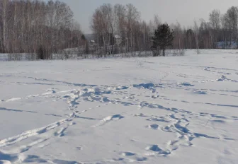 Искусственный интеллект пересчитает лосей в Новосибирской области