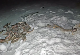 Браконьера с 77 рыбами поймали на льду Новосибирского водохранилища