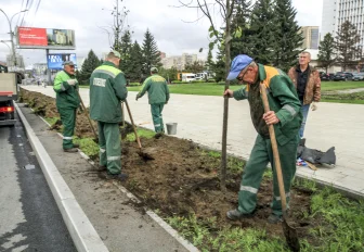 Липовую аллею высаживают для создания зелёного променада на улице Кирова