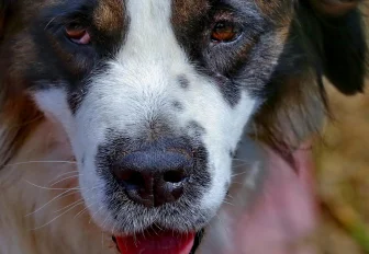 Куда сообщить о стае бродячих собак в Новосибирске — горячий телефон