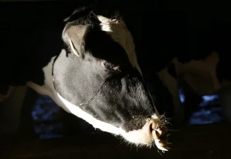 Восстановить поголовье скота новосибирские крестьяне смогут в конце лета