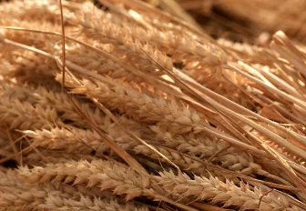 Новосибирск возобновил экспорт пшеницы в Монголию