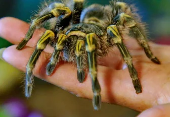 Яд пауков-птицеедов применяют для защиты растений новосибирские учёные