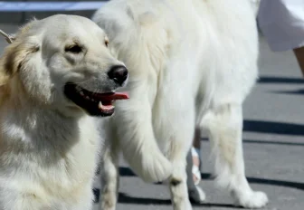 Как правильно выгуливать собак в Новосибирске — горячий телефон