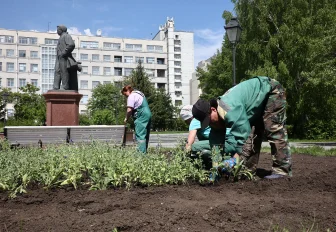 Полмиллиона однолетних цветов украсят новосибирские клумбы ко Дню города