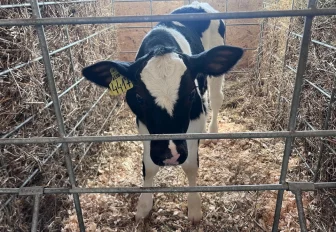 Аферисты пытаются нажиться на пастереллёзе в Новосибирской области