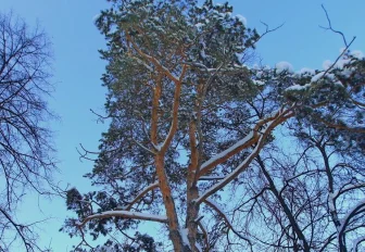 На счету каждый кустик: в Новосибирске уточнят границы городских лесов