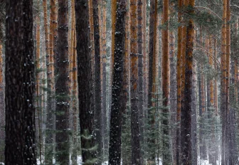 Почти тонну семян кедра отобрали для восстановления сибирских лесов