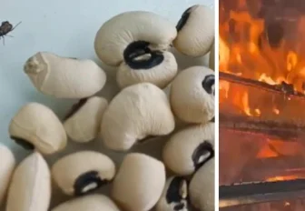 Белую узбекскую фасоль с живыми жуками сожгли в печи