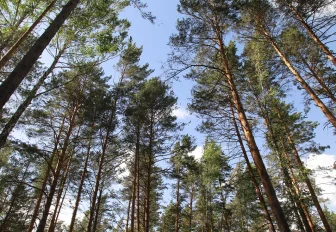 В Новосибирске создадут новое муниципальное учреждение «Лесхоз»