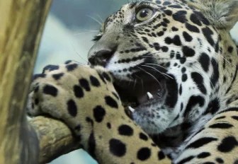 Код города: новые дороги, Тотальный диктант и тёплые вольеры в зоопарке