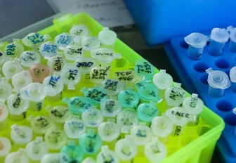 Первые случаи «зубастого» штамма коронавируса выявили в России