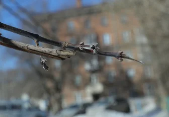 Тепло до +5 градусов прогнозируют новосибирцам на этой неделе