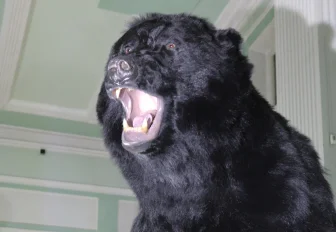 Что делать, если встретил медведя