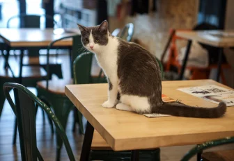 Котокафе закрылось в «Европейском береге»