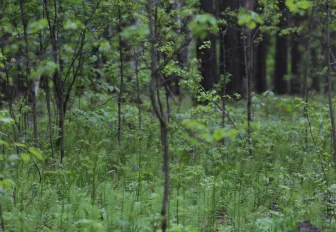 Добычу 276 серых сурков разрешили в Новосибирской области