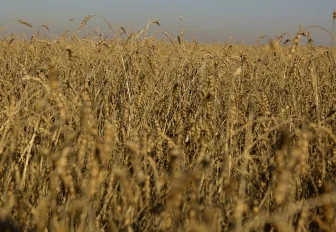 Портативный влагомер для зерна с максимальной точностью создали в НГТУ