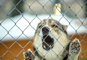 Как отбиться от стаи агрессивных бродячих собак