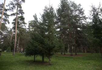 26 территорий примут участие в зелёном голосовании в Новосибирске