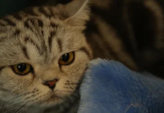 Суд обязал хозяек 70 кошек с улицы Есенина убраться в квартире