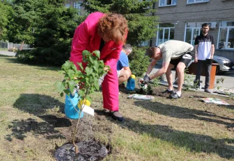 Розовые кусты из Донецка высадили у центра «Защитник» в Новосибирске