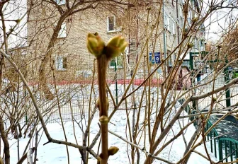 Из-за тёплого февраля в Новосибирске зазеленела сирень