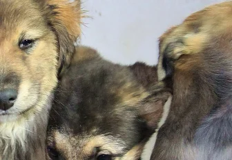 Куда сообщить о стае бездомных собак — горячий телефон в Новосибирске