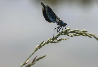 Красную книгу Новосибирской области обновят к 2028 году
