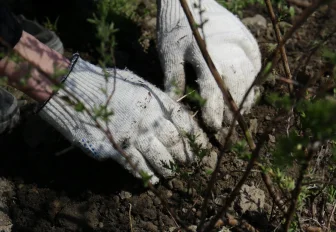 Уничтожить «ведьмину метлу» на участках призвали в Дачной академии