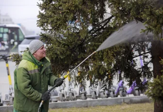 Ёлки от грязи отмыли на площади Ленина в Новосибирске
