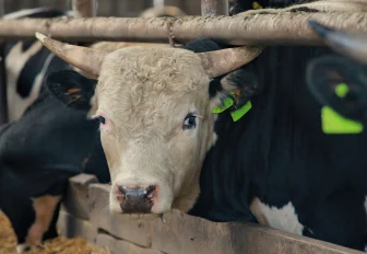 Травников: 118 семей пострадали от изъятия скота в Новосибирской области