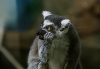 Новосибирский зоопарк перешёл на весенний режим работы