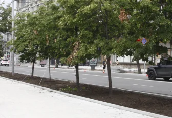 Если вы пропустили: липы «Гринспаер», операция «Антипыль» и редкие малыши