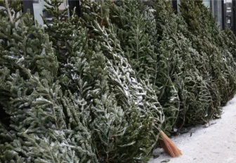 Минприроды обнародовало адреса официальных ёлочных базаров Новосибирска